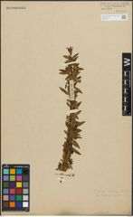 Foto von Salix repens L.